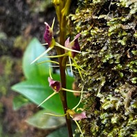 Cryptostylis arachnites (Blume) Hassk.